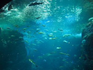 新江ノ島水族館えのすい