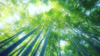 鎌倉の報国寺