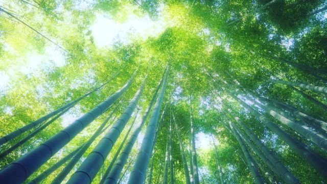 鎌倉の報国寺