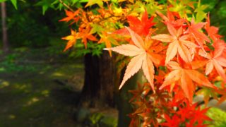 北鎌倉「円覚寺」の紅葉