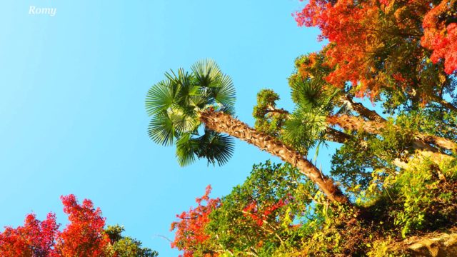 北鎌倉「円覚寺」の紅葉