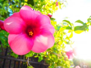 オーストラリア・ケアンズの花
