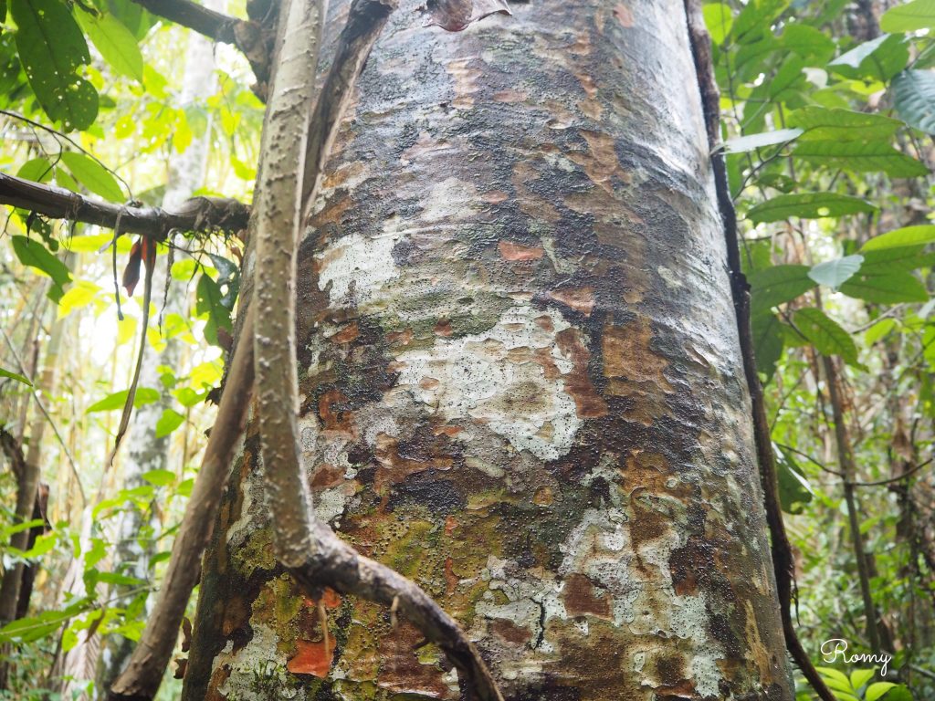 ケアンズの熱帯雨林ツアー「パロネラパーク」