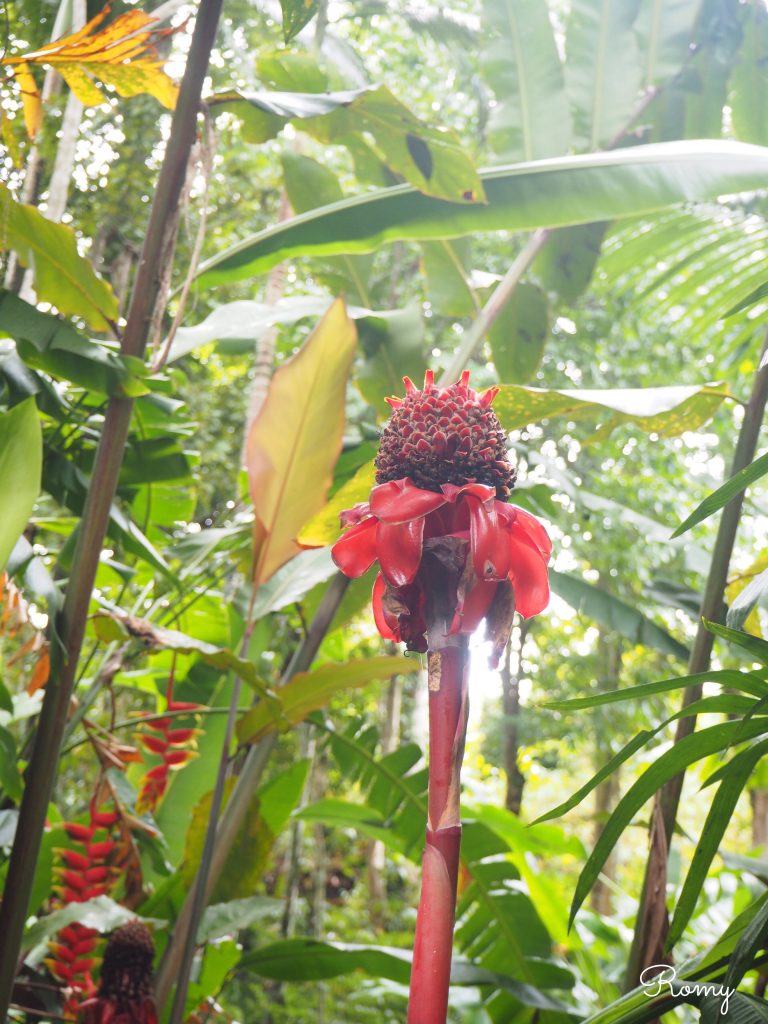 ケアンズの熱帯雨林ツアー「パロネラパーク」