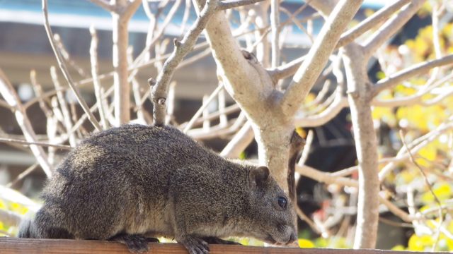 鎌倉・鶴岡八幡宮のリス