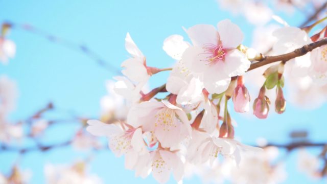 鎌倉・若宮大路の玉縄桜