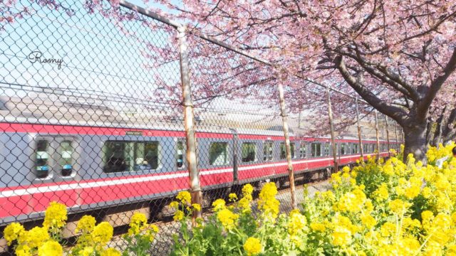 三浦海岸の河津桜と京急