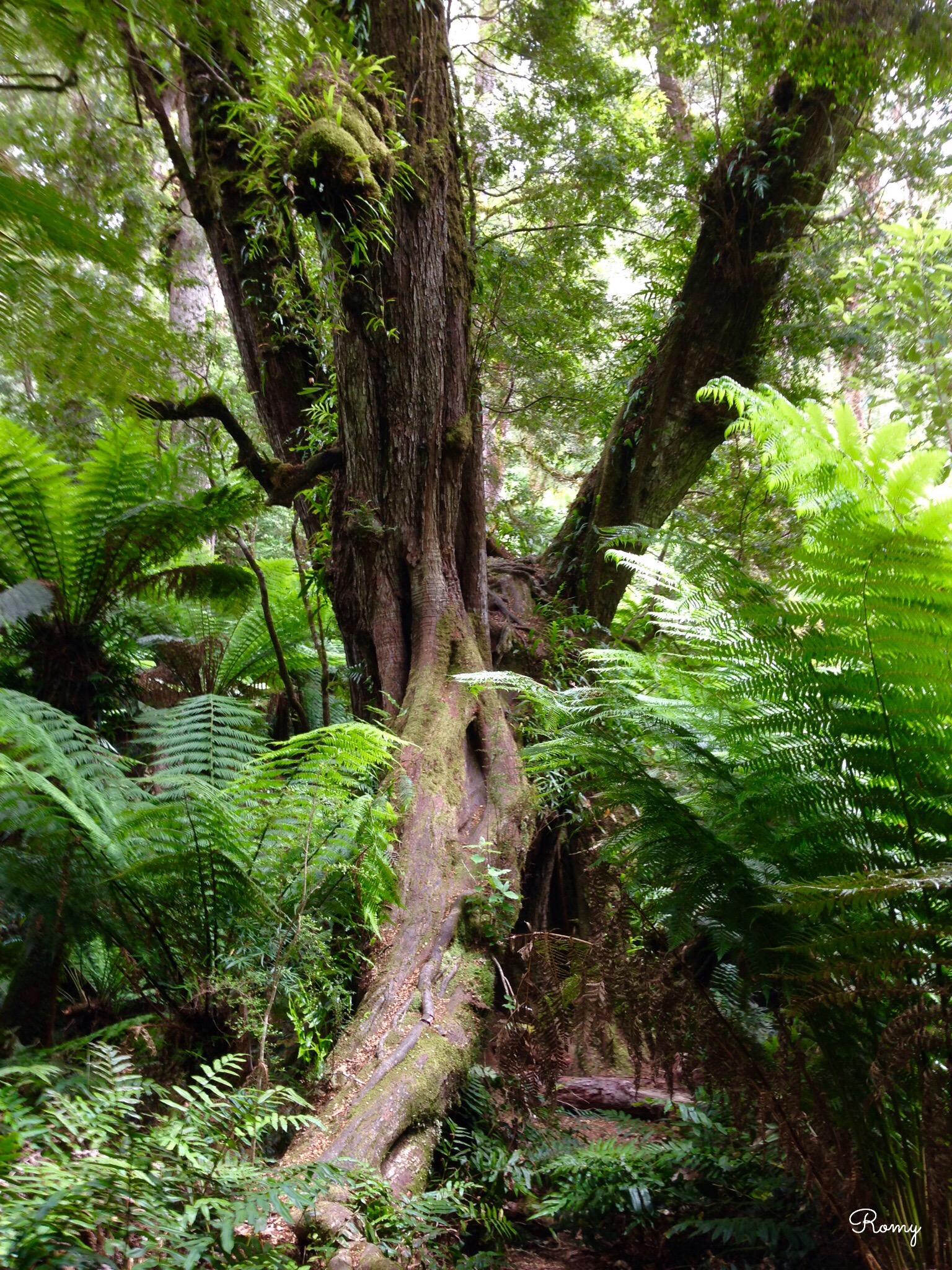 「Maits Rest Rainforest Walk（メイツレスト熱帯雨林）」