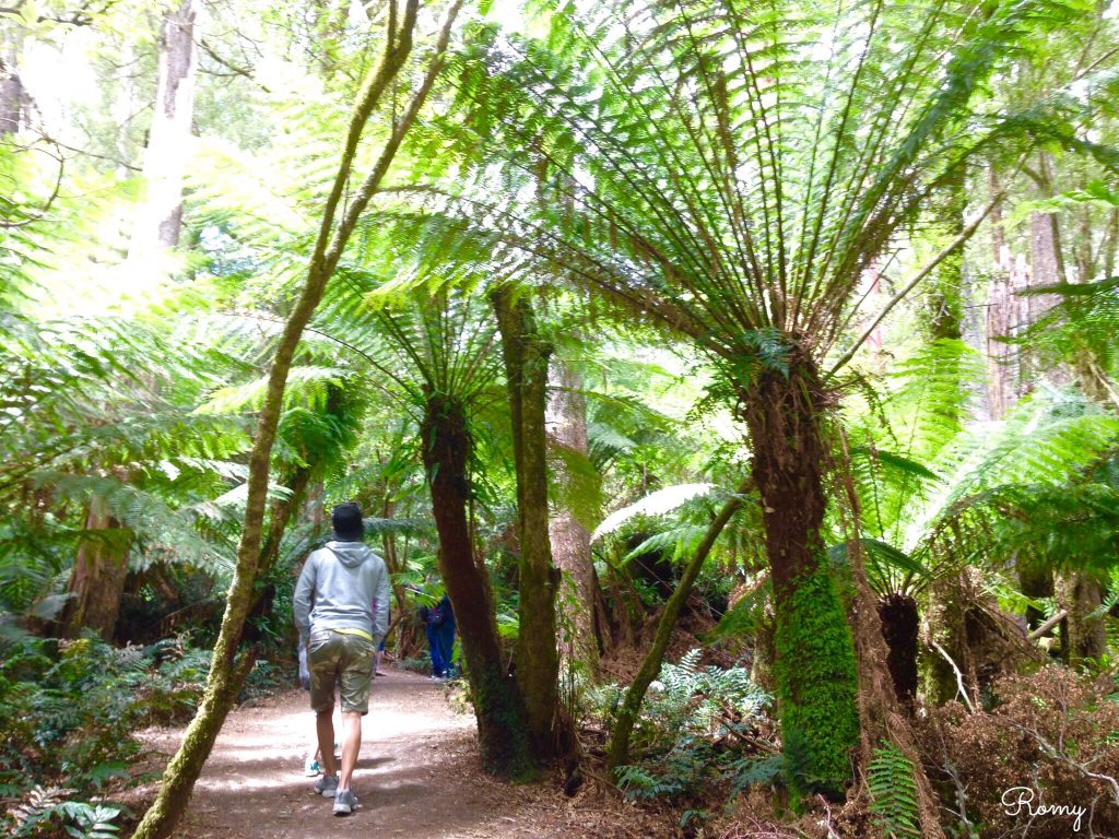 「Maits Rest Rainforest Walk（メイツレスト熱帯雨林）」