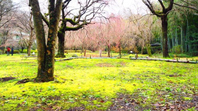 真鶴荒井城址公園のしだれ桜