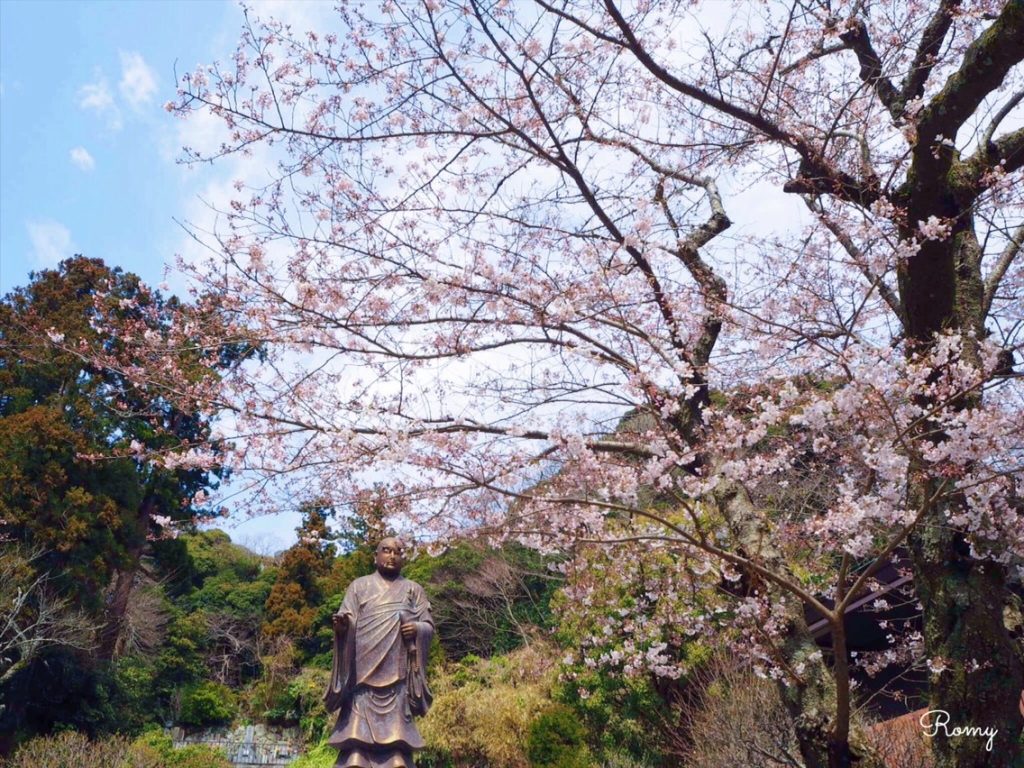 鎌倉・妙本寺の桜