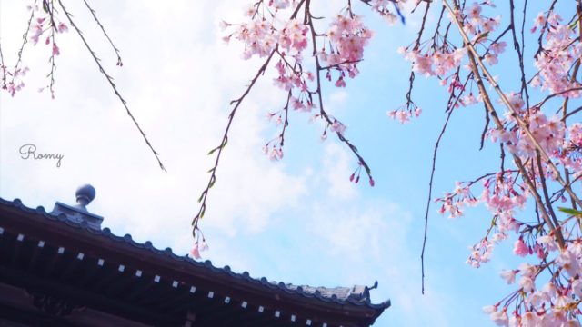 鎌倉・本覚寺の桜
