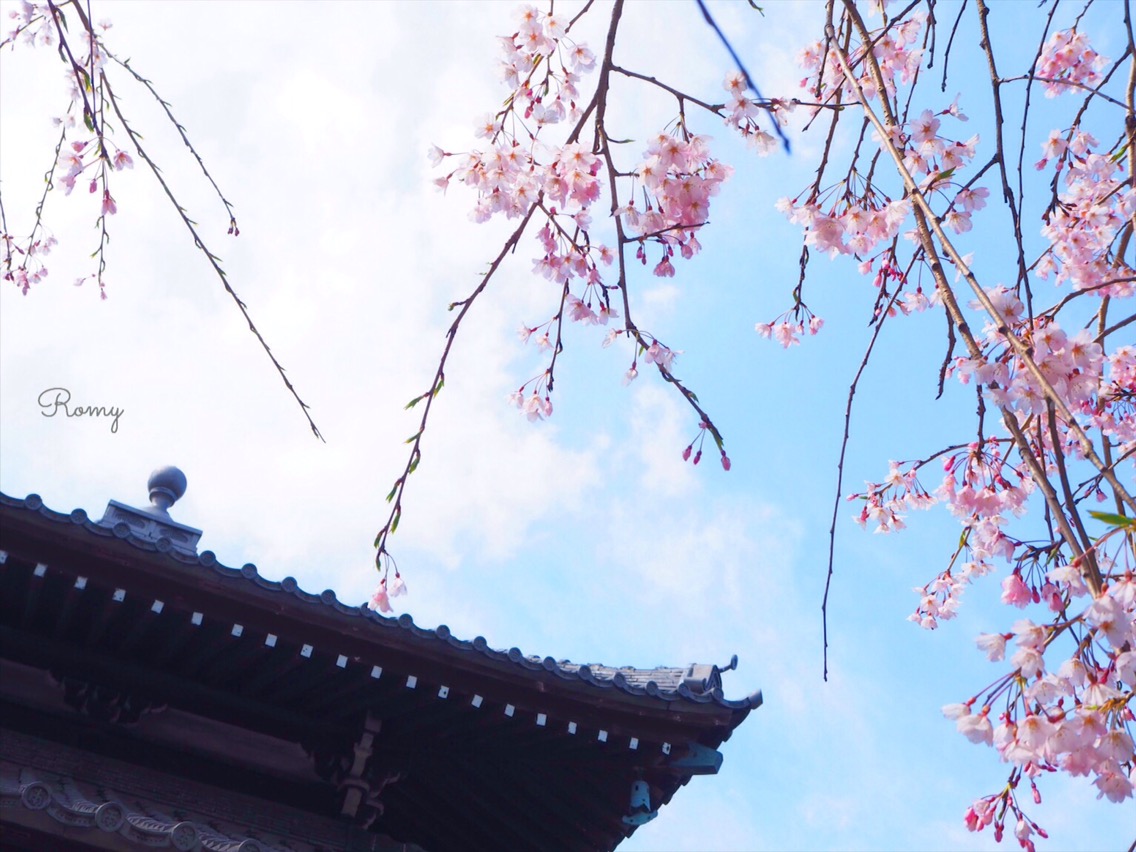 鎌倉・本覚寺の桜