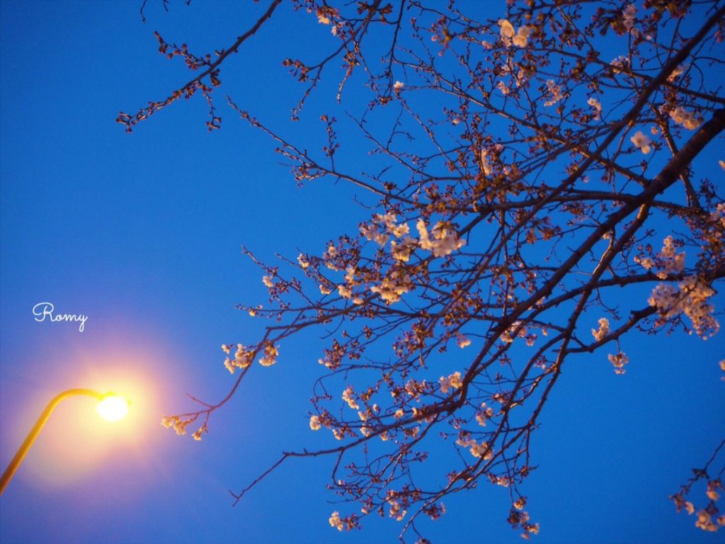 鎌倉・若宮大路の夜桜