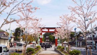 鎌倉若宮大路・段葛の桜
