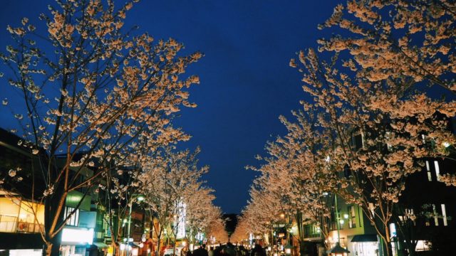 鎌倉若宮大路・段葛の夜桜