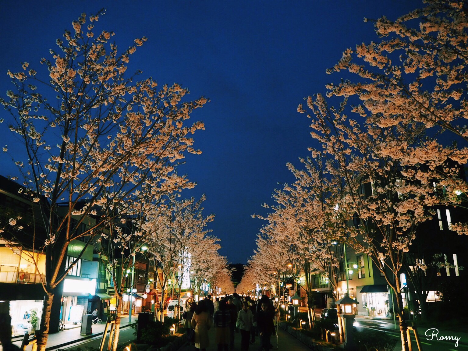 鎌倉若宮大路・段葛の夜桜
