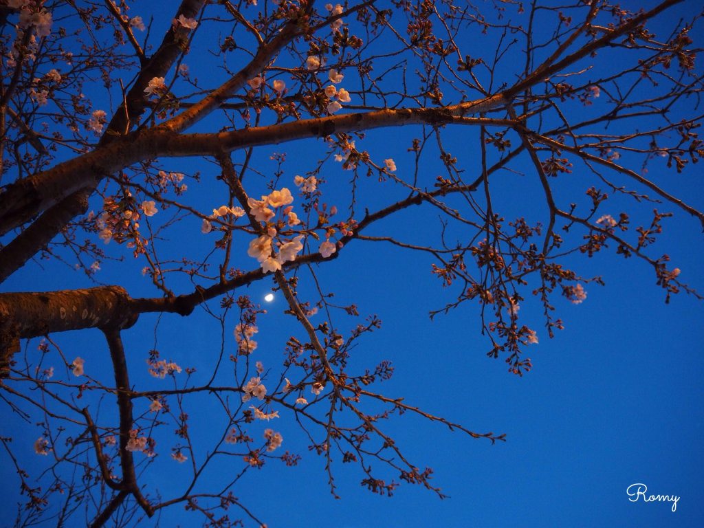 鎌倉・若宮大路の夜桜