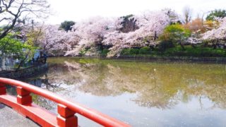 鎌倉鶴岡八幡宮・源平池の桜