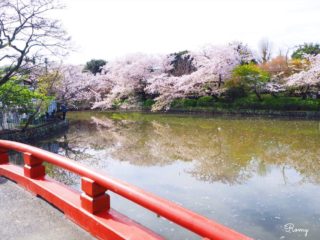 鎌倉駅周辺の桜の名所・おすすめ・穴場スポットを地元民がご紹介！開花時期・見頃も