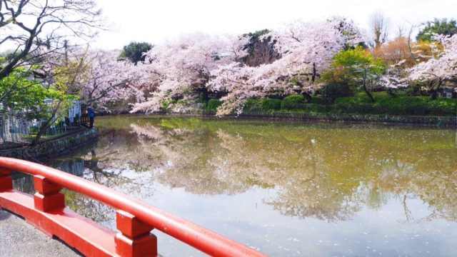 鎌倉鶴岡八幡宮・源平池の桜