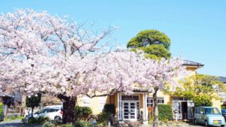 ホテルニューカマクラの桜