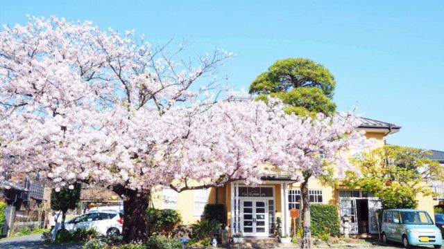 ホテルニューカマクラの桜