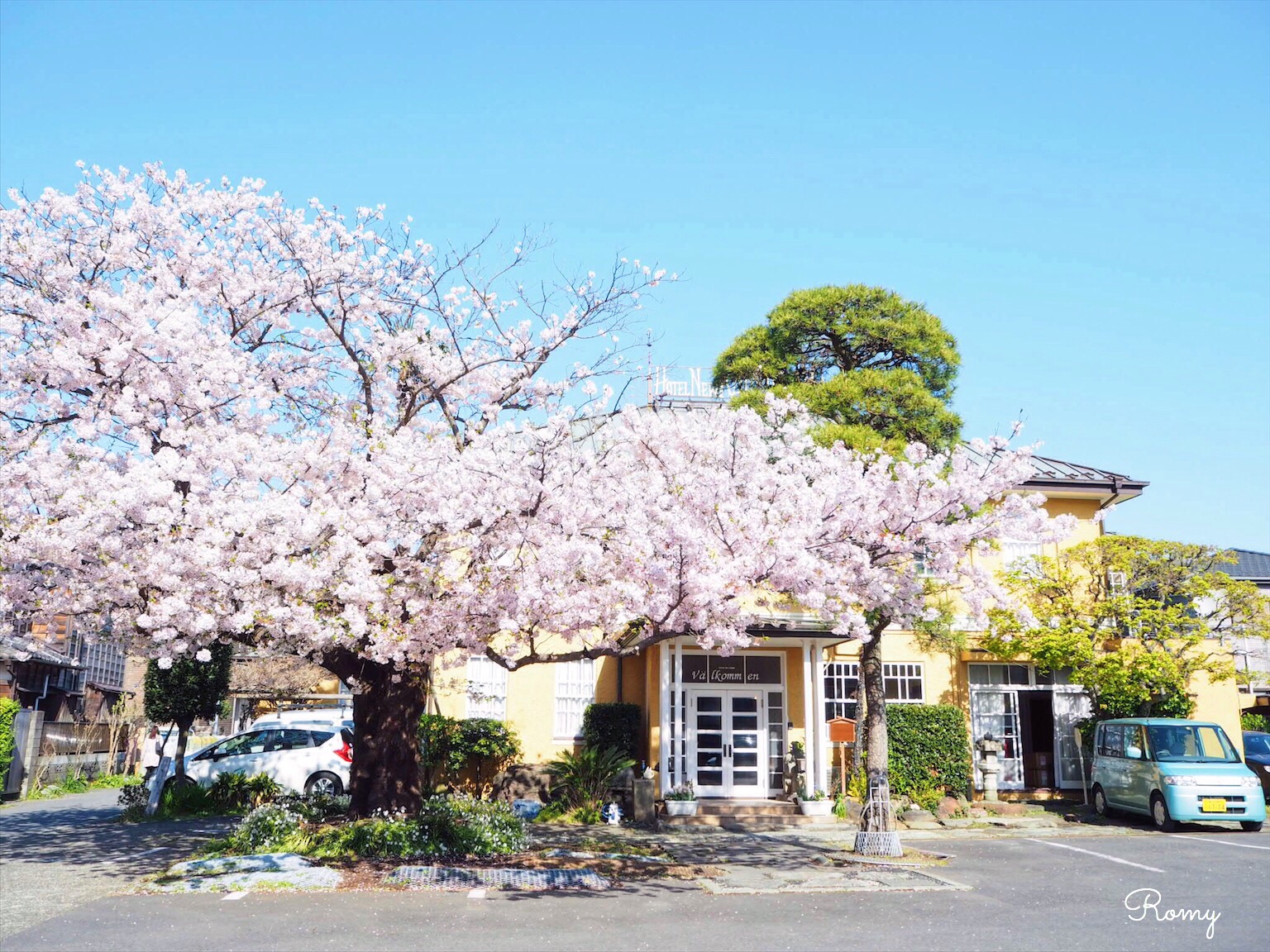 ホテルニューカマクラの桜