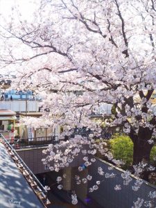 ダンデライオンチョコレート鎌倉店から見える桜