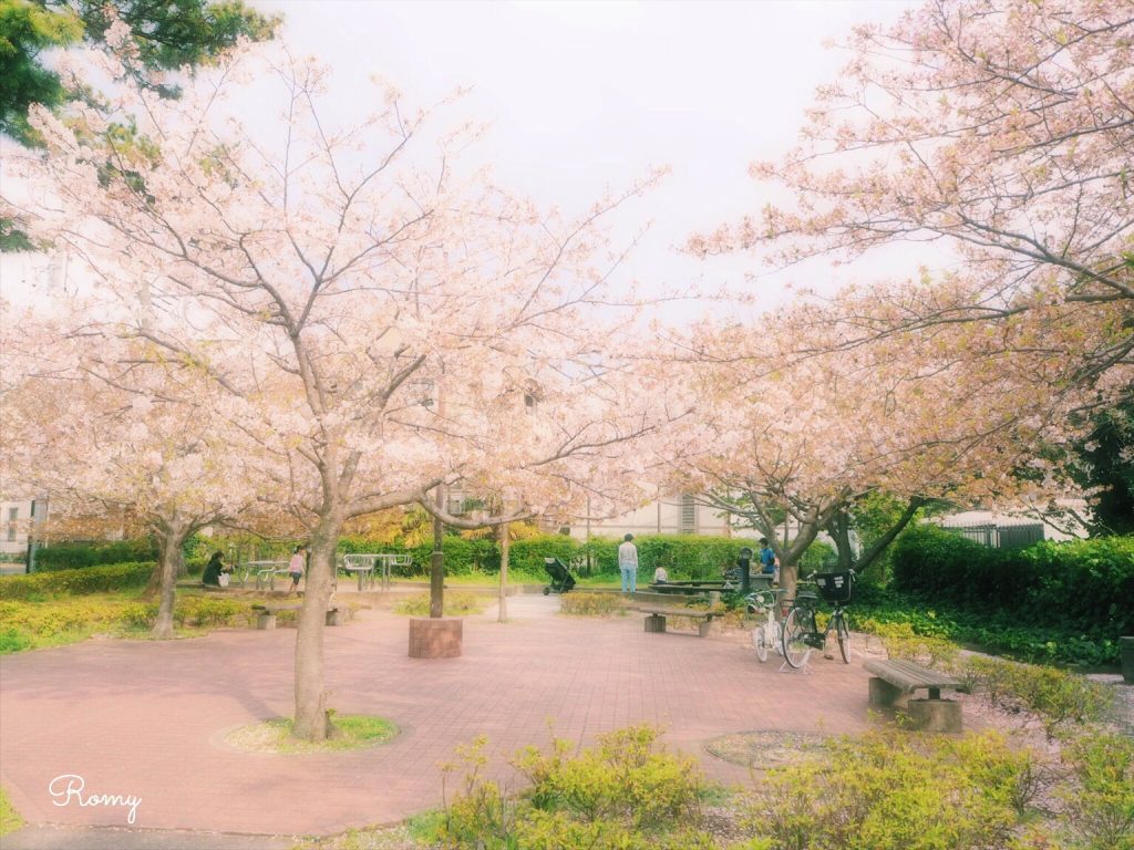 鎌倉・若宮大路公園の桜