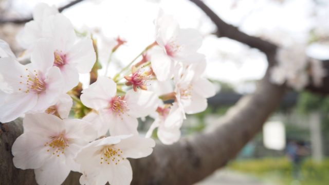 鎌倉・若宮大路公園の桜