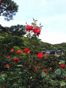 鎌倉文学館のバラ
