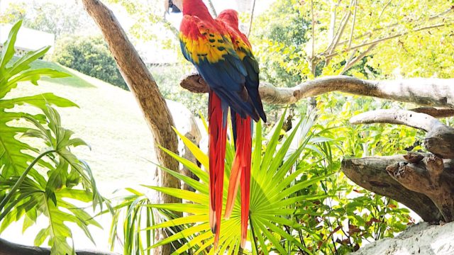 カンクンのエコロジカルパーク「シカレ(xcaret park)」