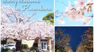 鎌倉駅周辺の桜の名所・穴場スポットまとめ