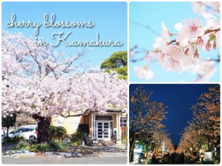 鎌倉駅周辺の桜の名所・おすすめ・穴場スポットを地元民がご紹介!開花時期・見頃も