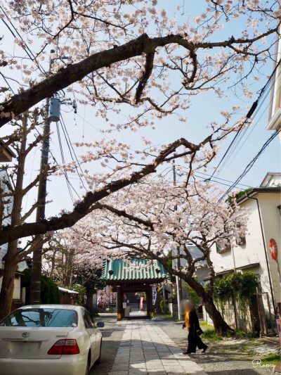鎌倉・小町「妙隆寺」の桜