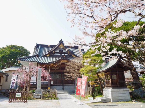 鎌倉・小町「妙隆寺」の桜