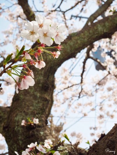 鎌倉・小町「妙隆寺」の桜
