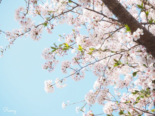 鎌倉の長谷にある「光則寺」の桜