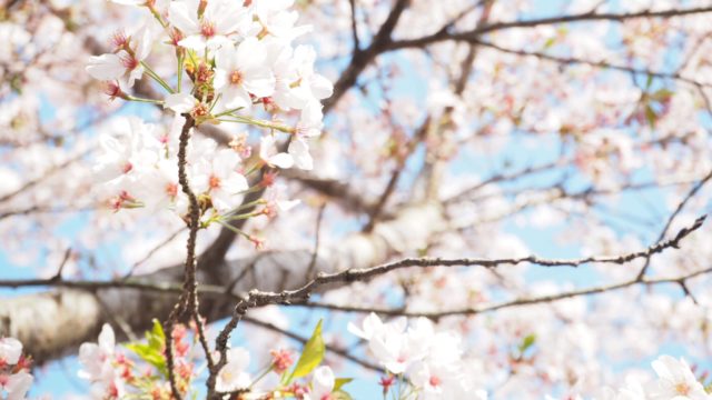 鎌倉の長谷にある「光則寺」の桜