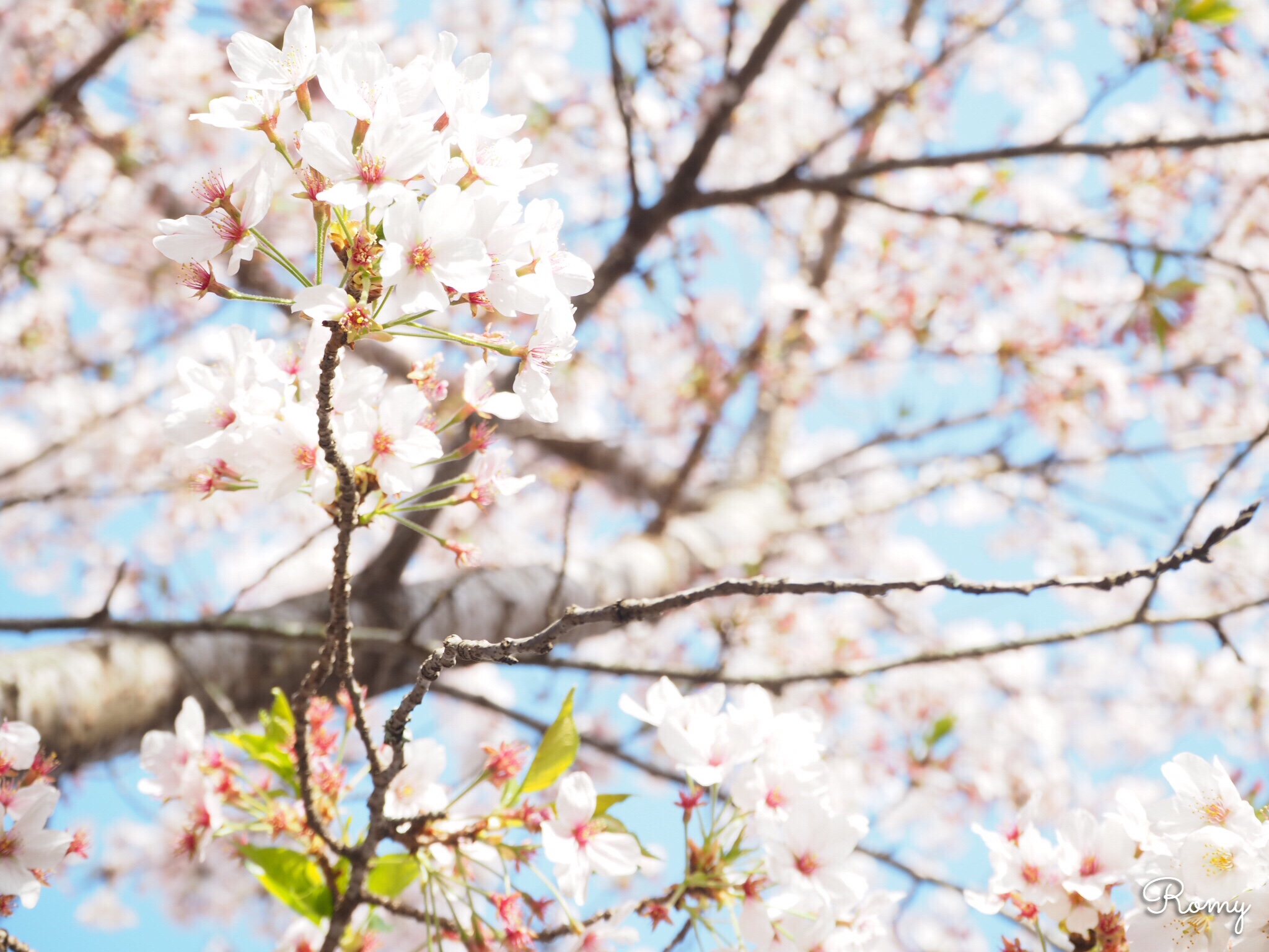 鎌倉の長谷にある「光則寺」の桜