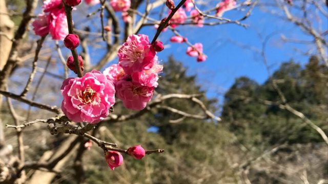 鎌倉・妙本寺の梅