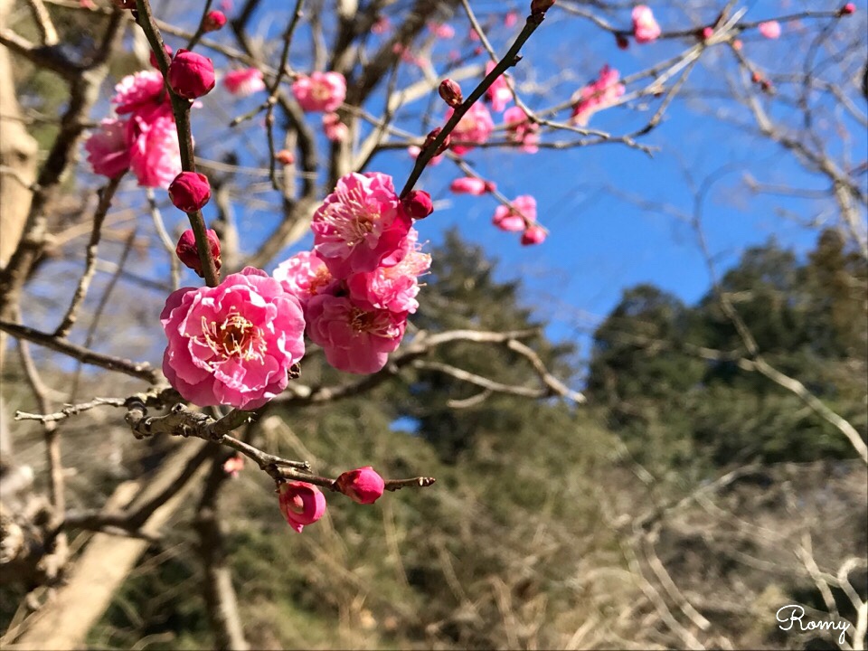 鎌倉・妙本寺の梅