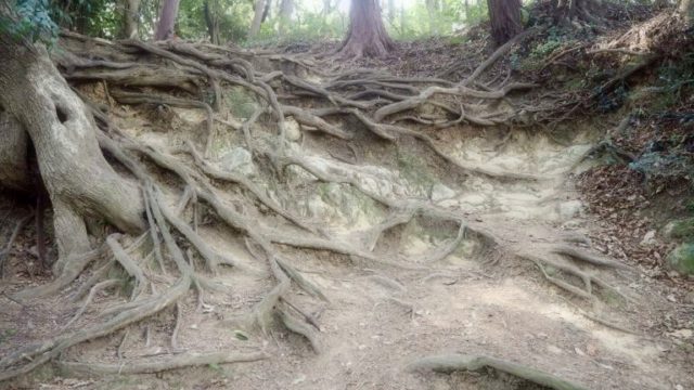 鎌倉「祇園山ハイキングコース」