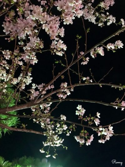 鎌倉・若宮大路の玉縄桜