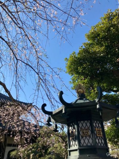鎌倉の本覚寺の枝垂れ桜