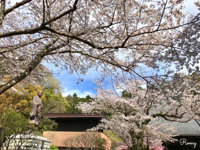 鎌倉の妙本寺のソメイヨシノ