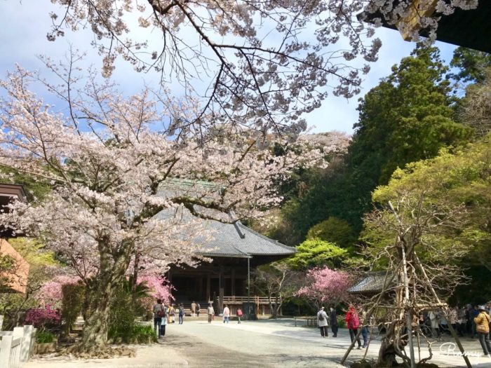 鎌倉の妙本寺のソメイヨシノとカイドウ（海棠）