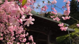 鎌倉の妙本寺のカイドウ(海棠)