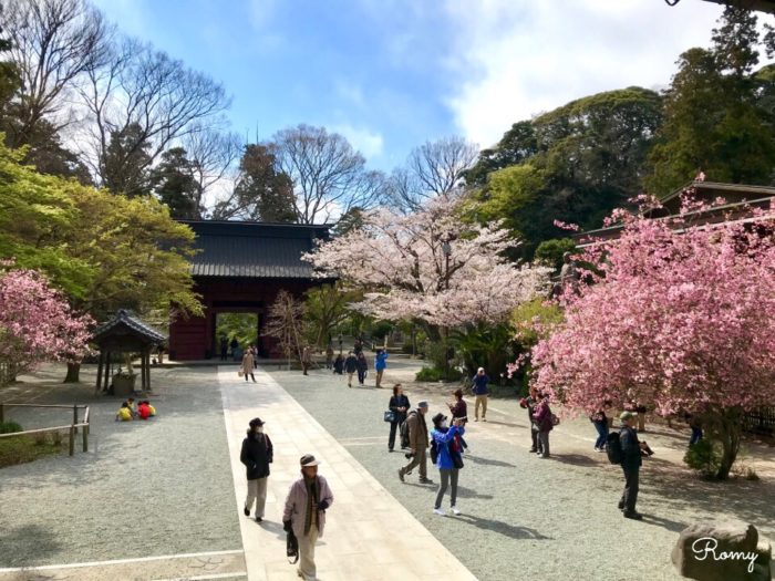 鎌倉の妙本寺のソメイヨシノとカイドウ（海棠）